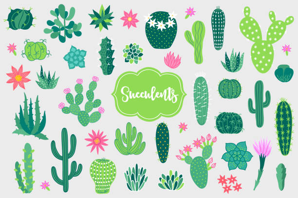 illustrations, cliparts, dessins animés et icônes de concevoir des éléments d’opuntia, echinocactus, aloès et autres cactus - prickly pear cactus