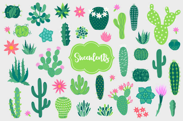 42,096 Cactus Flower Illustrations & Clip Art - iStock | Prickly pear cactus flower, Cactus flower isolated, Cactus flower white background 42,096 Cactus Flower Illustrations & Clip Art - iStock | Prickly pear cactus flower, Cactus flower isolated, Cactus flower white background