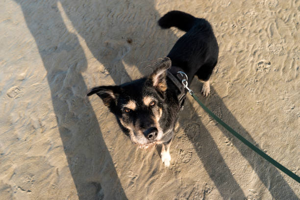 Dog Beach of St. Peter-Ording in Germany