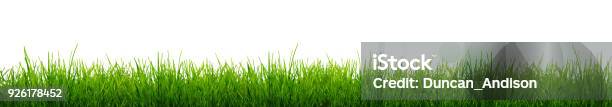 Messer Von Green Grass Isoliert Auf Weißem Hintergrund Stockfoto und mehr Bilder von Gras