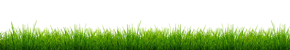 Hojas de hierba verde aislado sobre fondo blanco. photo