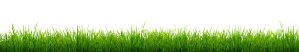 白地に緑の草のブレード。 - 芝草 ストックフォトと画像