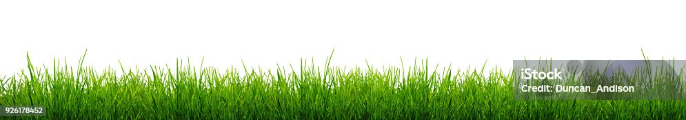istock Blades of Green Grass Isolated on a white background. 926178452