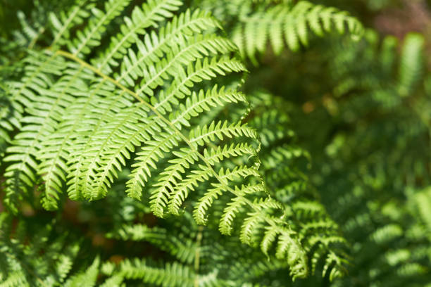 istock A fresh green fern leaf in the summer. 926178530