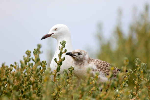 Bird life at Penguin Island, Rockingham, Western Australia stock photo