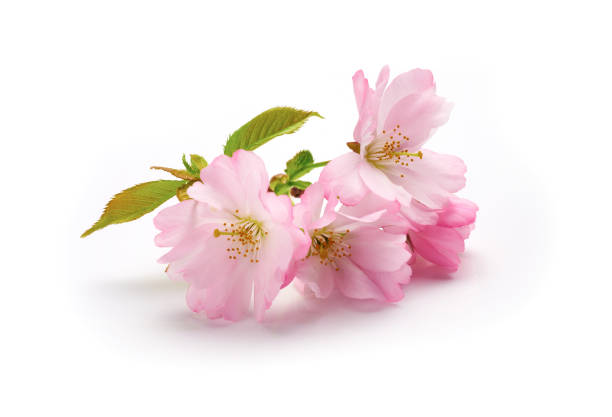 Pink Cherry Blossom New Cherry Blossom isolated on a white background. cherry blossom branch on white stock pictures, royalty-free photos & images