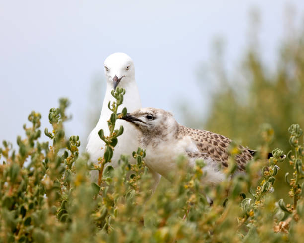 Bird life at Penguin Island, Rockingham, Western Australia stock photo