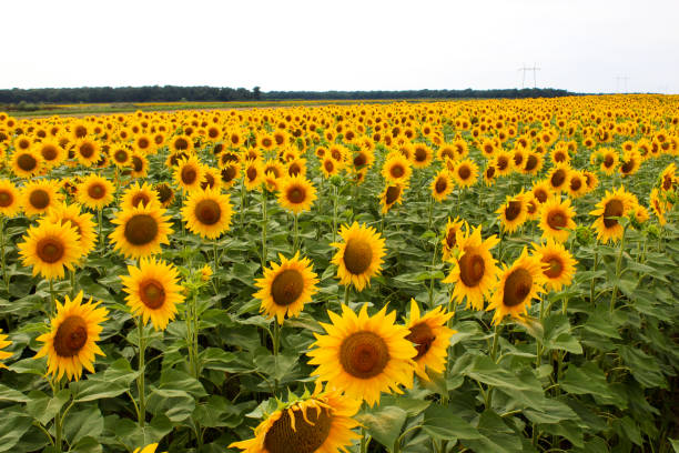 istock Field of sunflowers 926182026