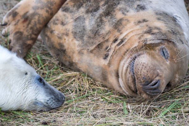 istock Grey Seal mother and pup 926182094