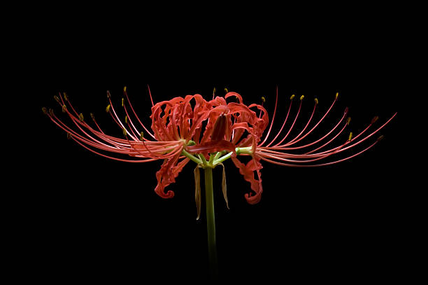 Completo de Lycoris radiata Lycoris radiata - foto de stock