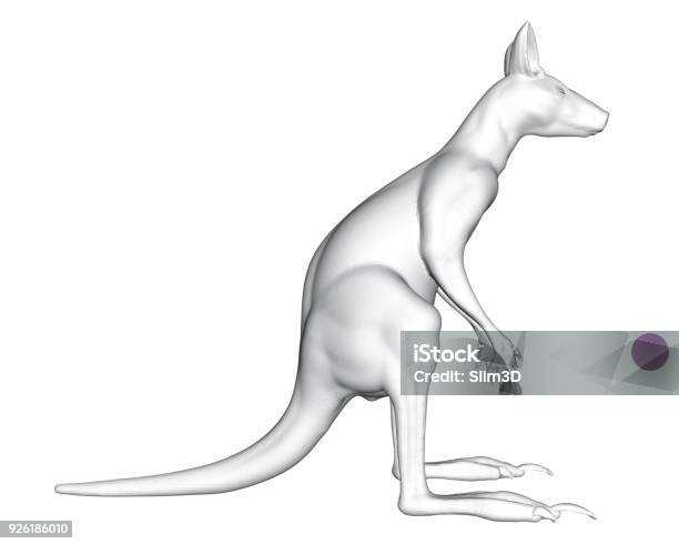 Kangaroo Stock Illustration - Download Image Now - Animal, Animal Wildlife, Art