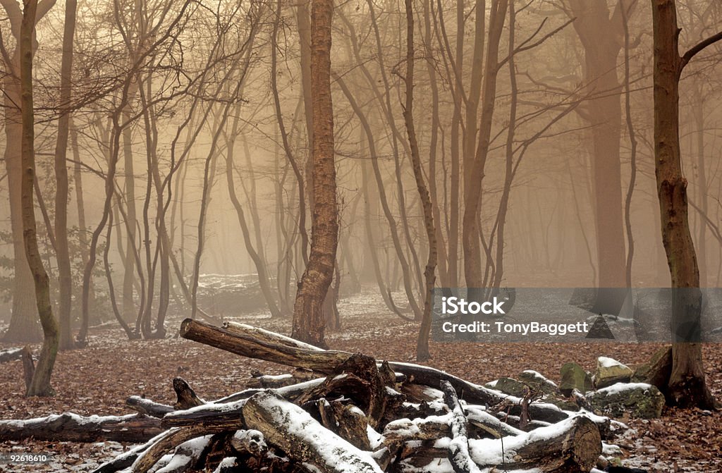 Foogy cobertos de neve do inverno floresta - Foto de stock de Amontoamento royalty-free