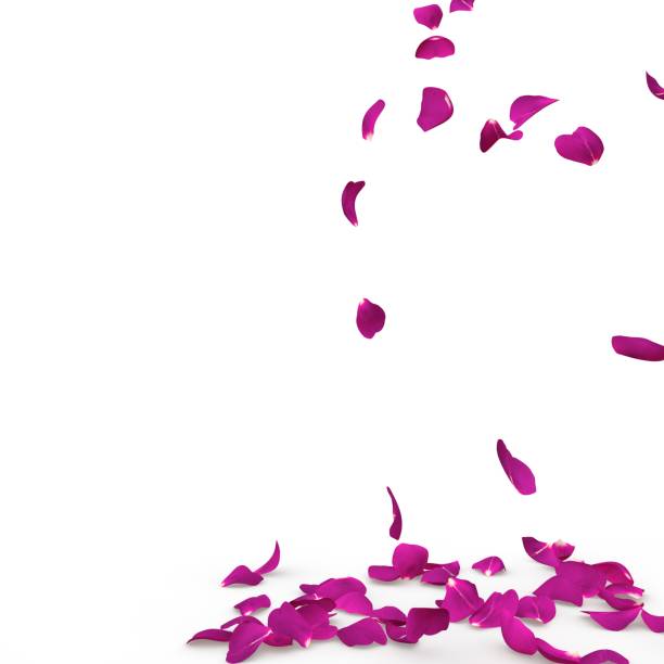 istock Rose petals fall to the floor 926186646