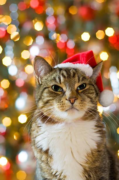 istock Cat with Santa Claus red hat 92618866