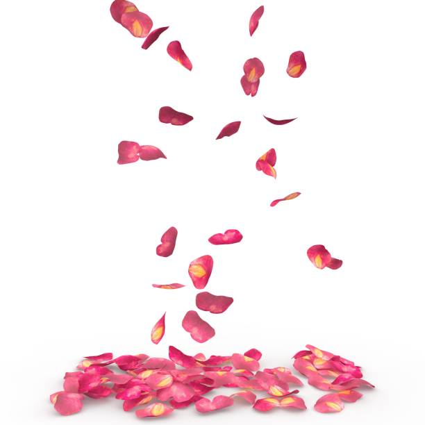 istock Rose petals fall to the floor 926189020