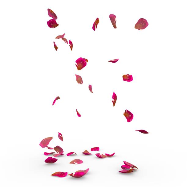 istock Rose petals fall to the floor 926189588