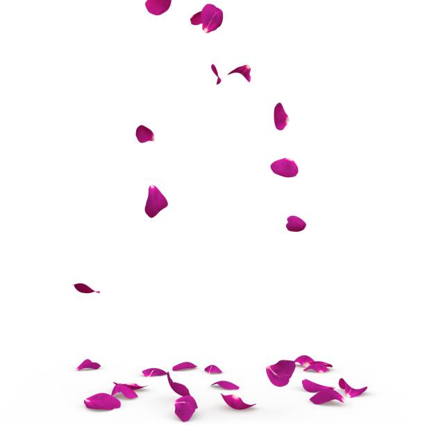 istock Rose petals fall to the floor 926190272