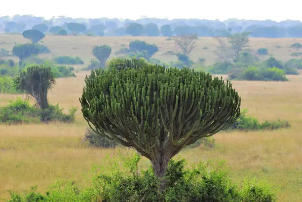 Euphorbia ingens, Candelabra Tree, African Milk Tree, Candelabra Cactus, African Milk Bush. Queen Elizabeth National Park at dawn, Uganda, Africa