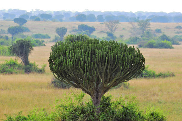 candelabra tree or euphorbia, uganda, africa - euphorbiaceae imagens e fotografias de stock