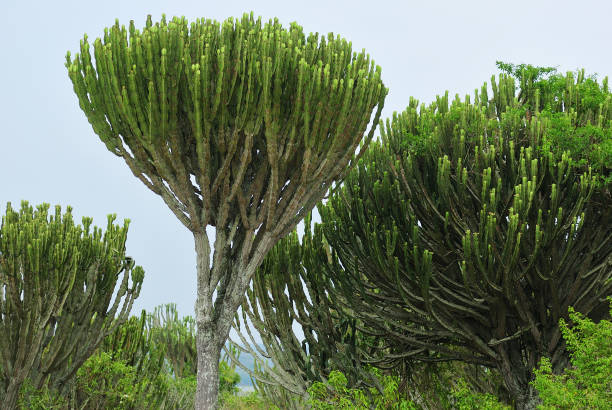 candelabra tree or euphorbia, uganda, africa - euphorbiaceae imagens e fotografias de stock