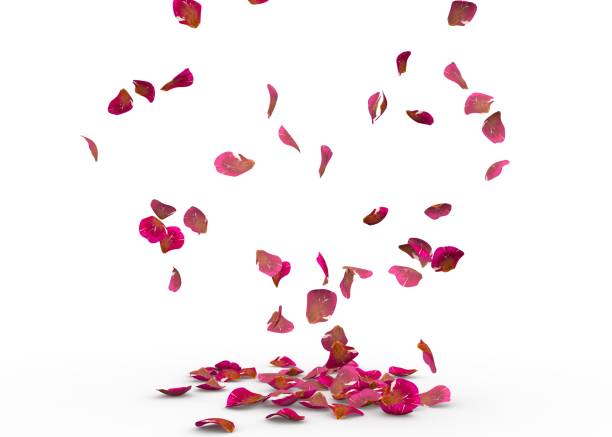 istock Rose petals fall to the floor 926193210