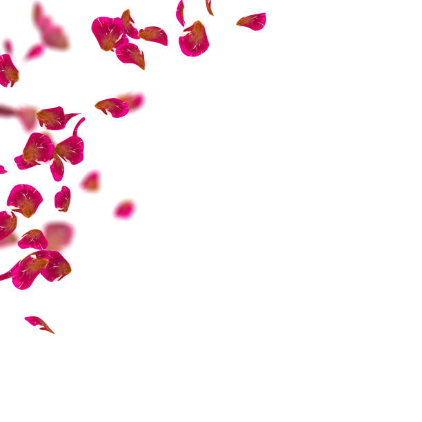 istock Rose petals fall to the floor 926193308