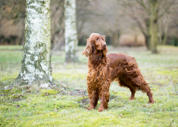 istock Beautiful dog standing in the park 926193320