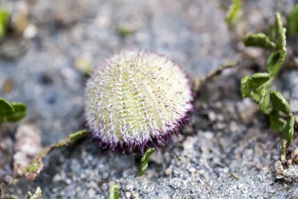 Sea urchins or urchins, archaically called sea hedgehogs, are spiny, globular animals in the class Echinoidea in sea for education.