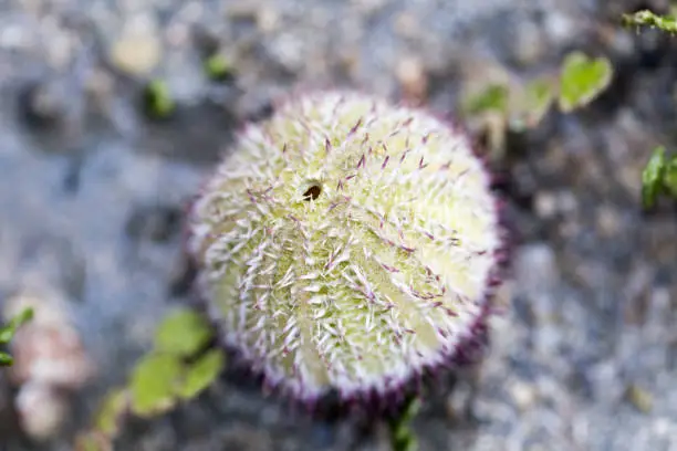 Sea urchins or urchins, archaically called sea hedgehogs, are spiny, globular animals in the class Echinoidea in sea for education.