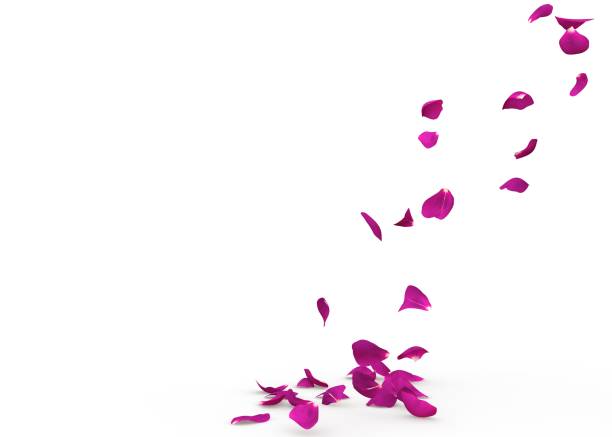 istock Rose petals fall to the floor 926193646