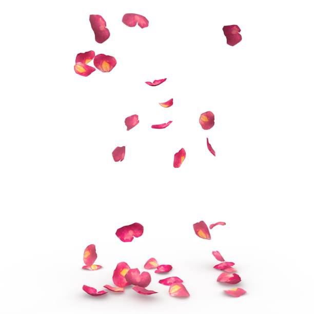 istock Rose petals fall to the floor 926193980