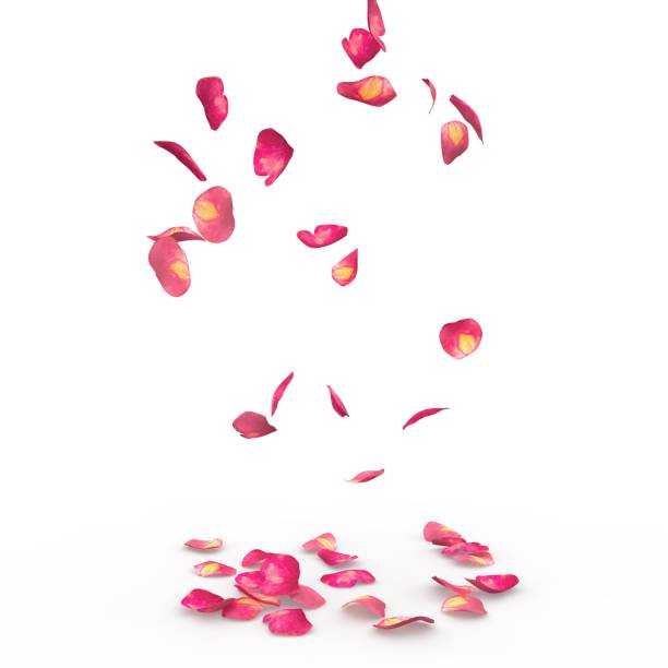 istock Rose petals fall to the floor 926194236