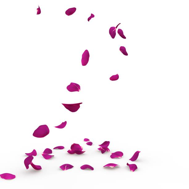 istock Violet rose petals fall to the floor 926196580