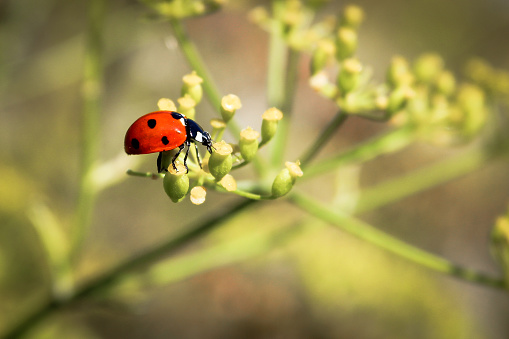 Ladybug on the flower on the meadow