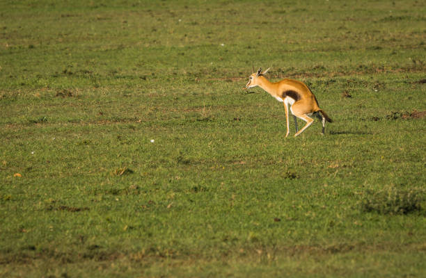 istock Antelope Thompson in Masai Mara in Kenya 926200548