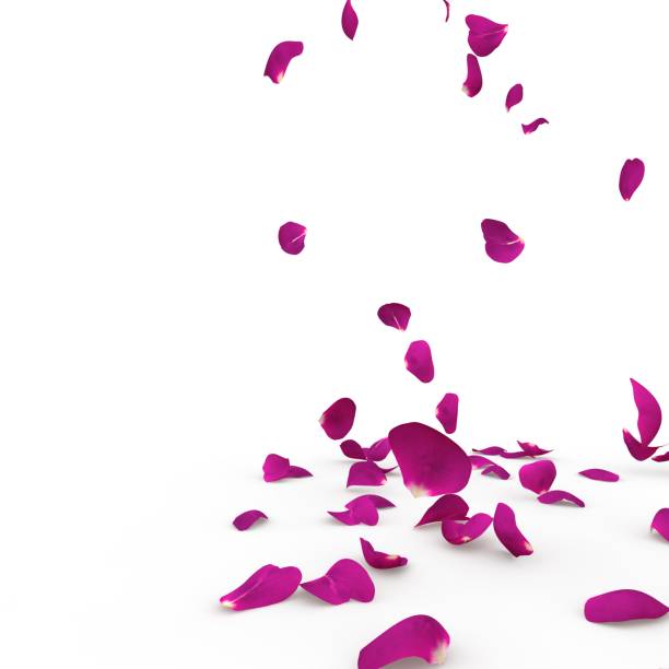istock Violet rose petals fall to the floor 926200774