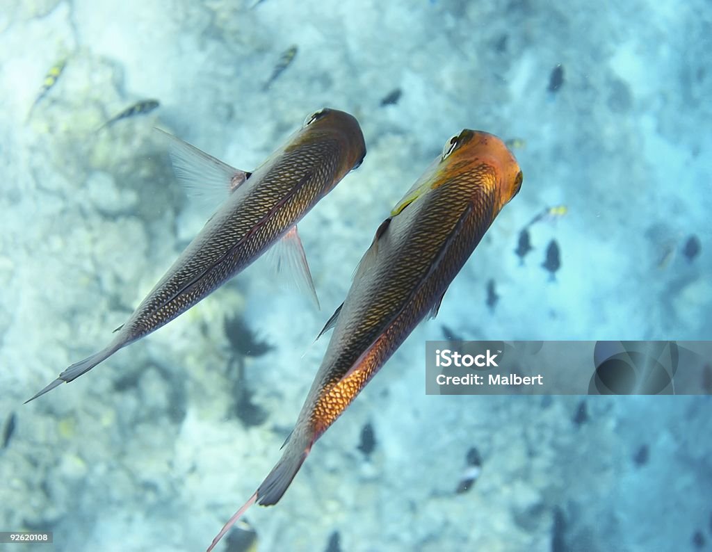 Dos peces pequeños - Foto de stock de Agua libre de derechos