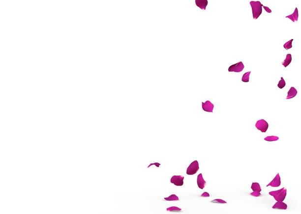 istock Rose petals fall to the floor 926201458