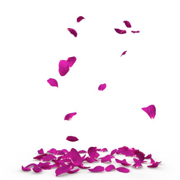 istock Rose petals fall to the floor 926203838