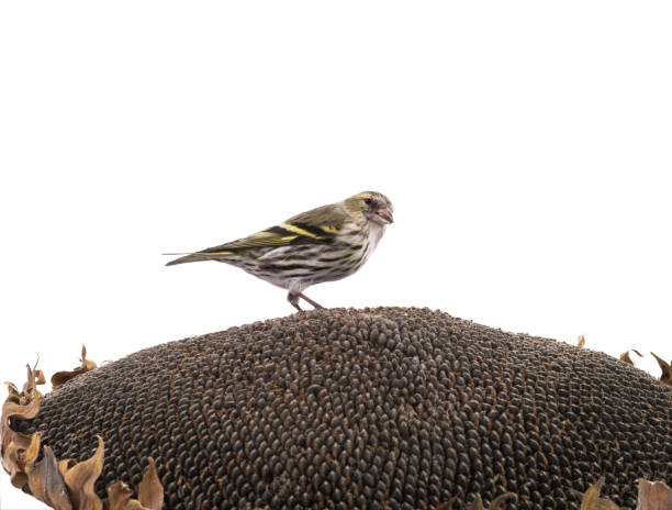 female siskin sitting on a sunflower isolated on a white background, studio shot