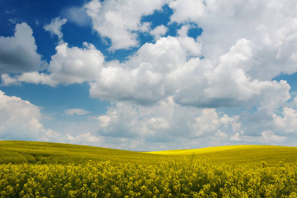 istock Yellow rapeseed field under blue sky with clouds. Ukraine, Volhynia 926204900