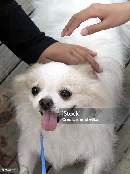Foto de O Darling Cachorro Branco e mais fotos de stock de Acariciar - Acariciar, Animal, Animal de estimação