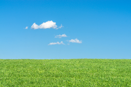 Green grassy meadow on a clear day. Natural eco background with a bright blue sky, clouds and green grass. A lot to copyspace area. Environment or season concept.