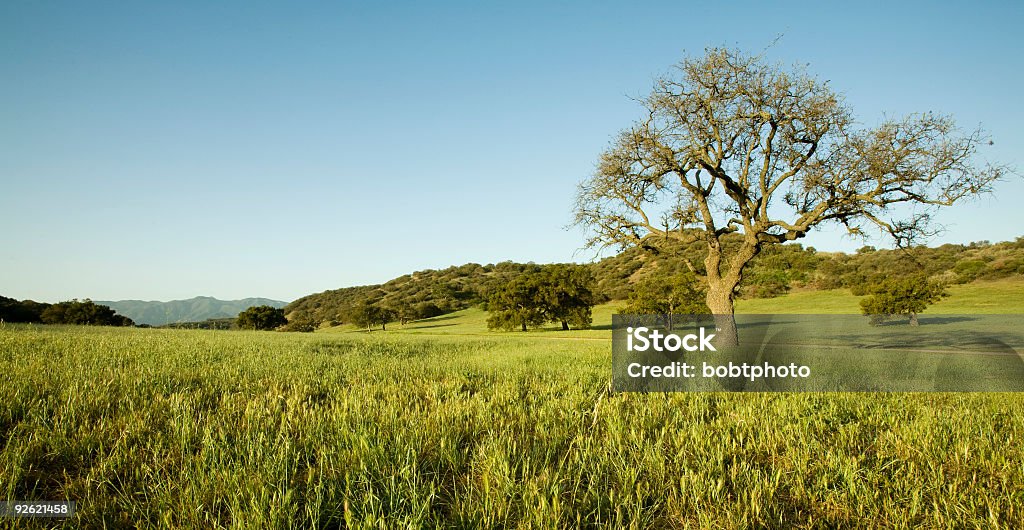 Carvalho americano em Campo - Royalty-free Amanhecer Foto de stock