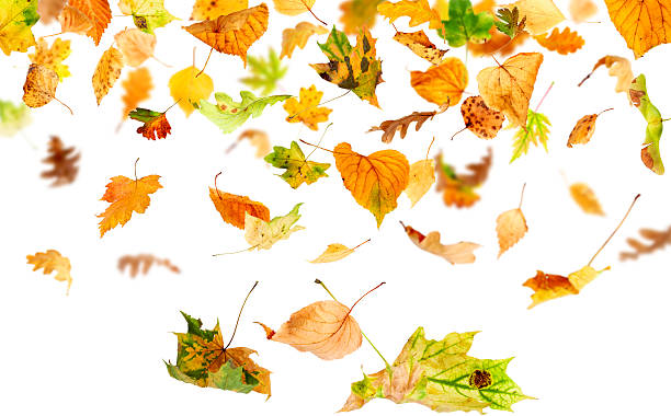 istock Isolated Autumn Leaves 92621478