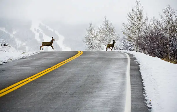 Photo of Deer Crossing Road