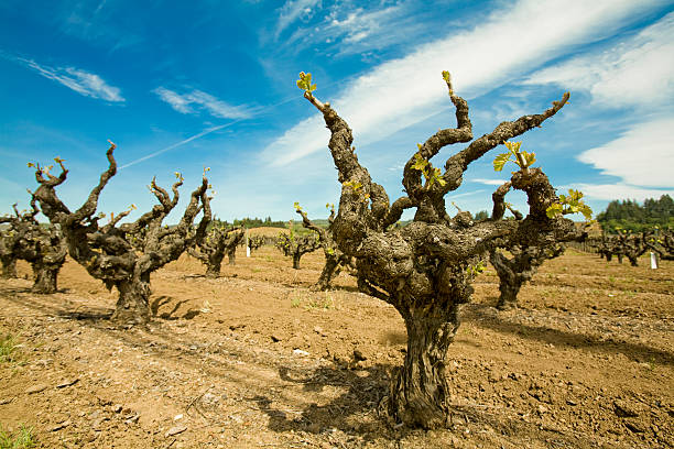 stary winogron winorośli - vineyard sonoma valley napa valley california zdjęcia i obrazy z banku zdjęć