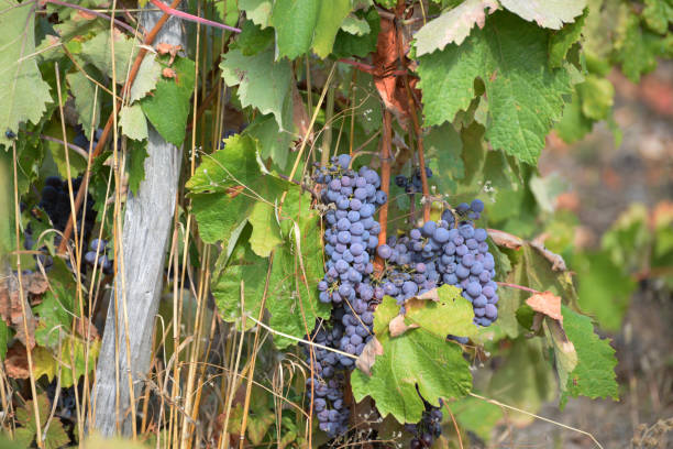 istock Ripe grapes on vine in a vineyard 926216592