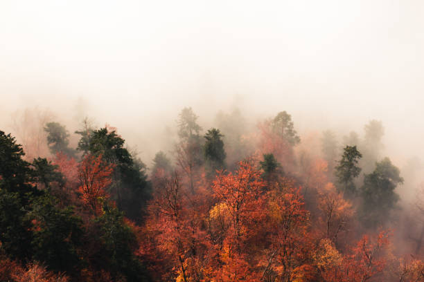 Fantastic autumn forest landscape, lots of trees in the fog Fantastic autumn forest landscape, lots of trees in the fog beskid mountains photos stock pictures, royalty-free photos & images