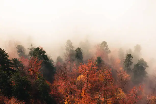 Fantastic autumn forest landscape, lots of trees in the fog